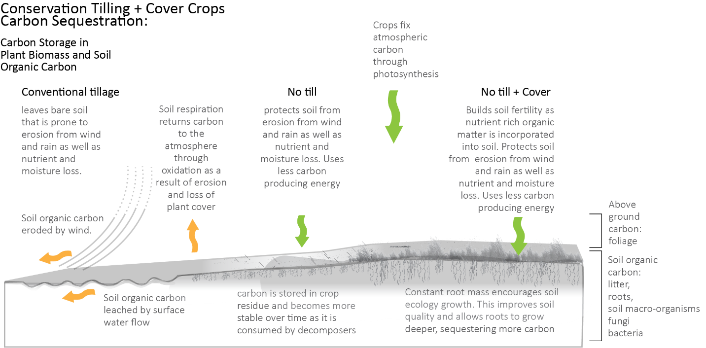 Carbon Sequestration Conservation Tillage and Cover Crops MN Board